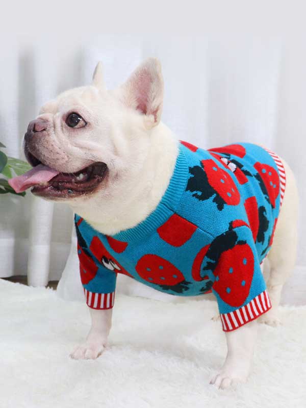 New autumn and winter dog clothes bulldog sweater strawberry cartoon short body fat dog method fighting autumn sweater 107-222041 petclothesfactory.com