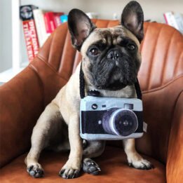 New Pet Products 2020 Pet Plush Toy Dog Camera Photo Props For Pet petclothesfactory.com